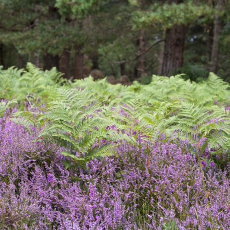 Heather And Ferns Flowering Heather and Green Ferns against a backdrop of Conifer trees