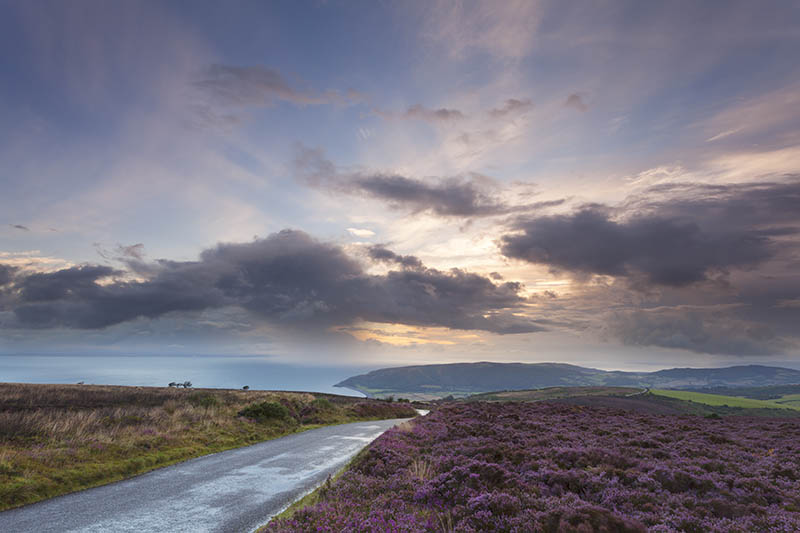 Heather On Porlock Common