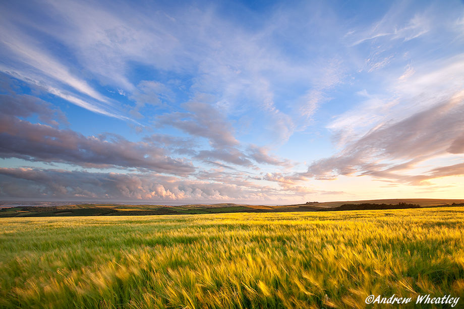 Barley On Willingcott Hill