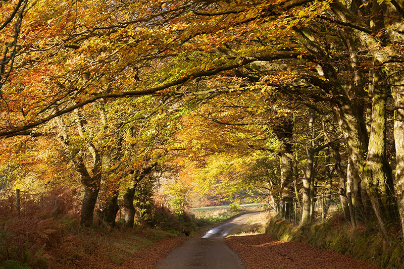 Autumn Road.