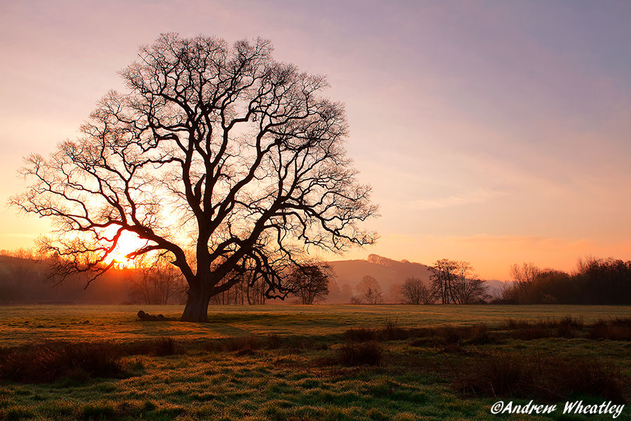 Old Oak Sunrise