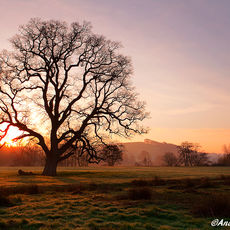 Old Oak Sunrise