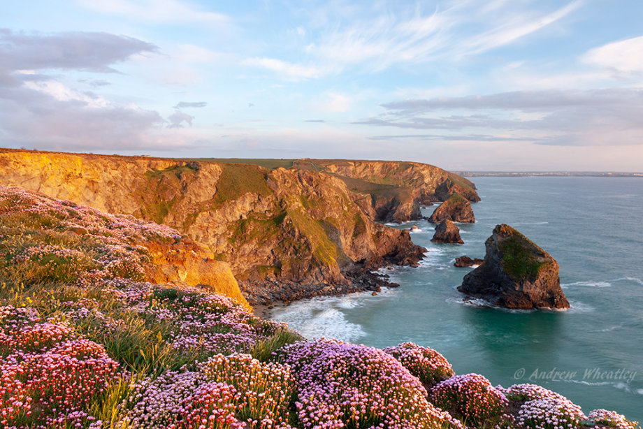 Thrift At Bedruthan Steps