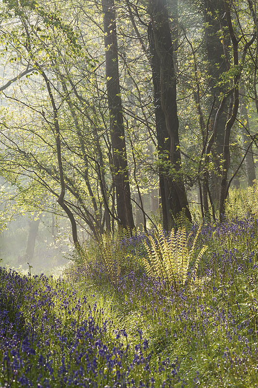 Northdown Wood Bluebells