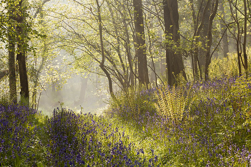 Morning Mist and Bluebells