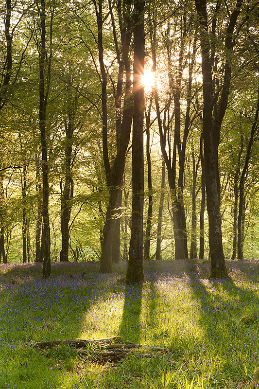 Morning Sun In Barton Wood