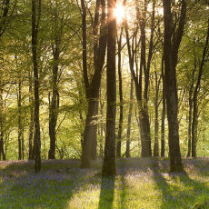 Morning Sun In Barton Wood