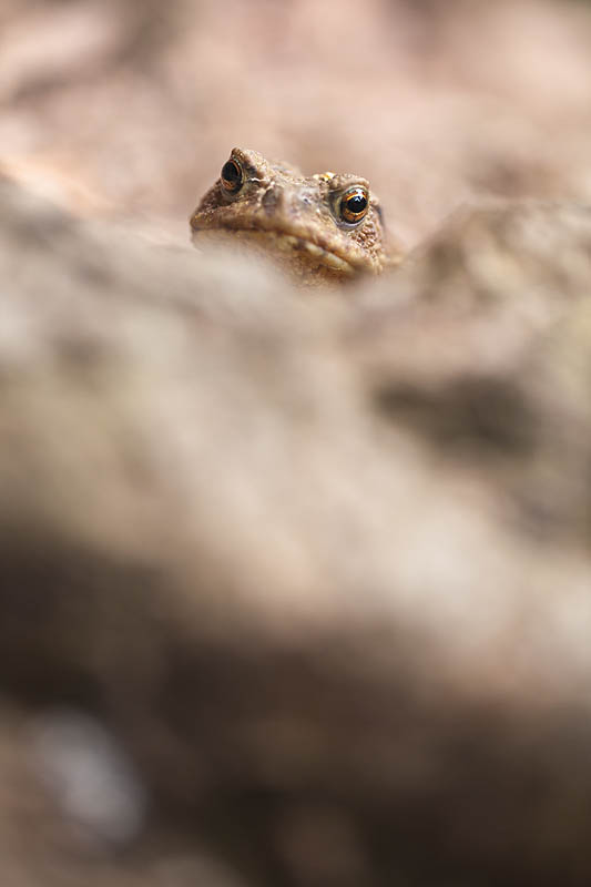 Looking At You.