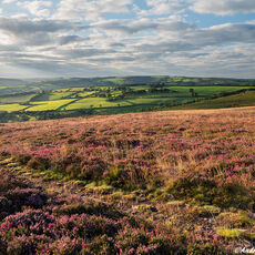 In The Morning Sunshine morning sun shining on open moorland with flowering heather