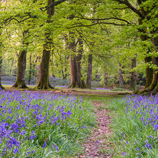 Morning Light In Blackbury Camp Bluebells and Beech trees in morning sunlight