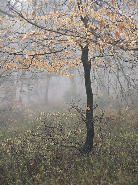 A Winter Wood II