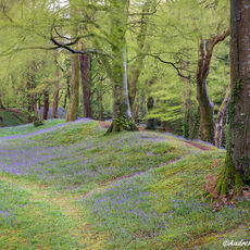 Spring Morning At Blackbury Camp