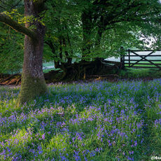Spring In Burrow Wood Bluebells and Beech tree in woodland at dawn