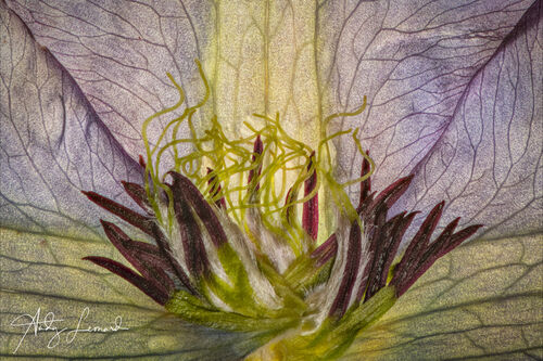 Clematis Polish Spirit