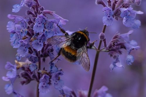 Bumble Bee on Nepeta