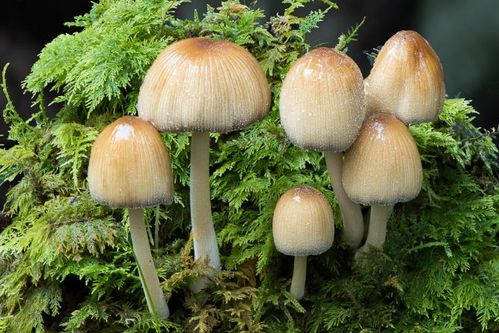 Coprinellus micaceus