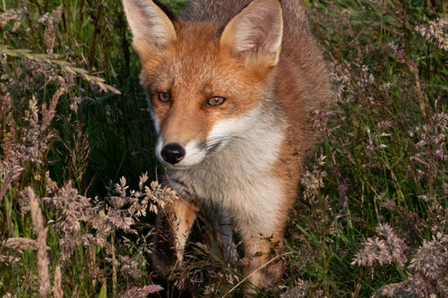Fox, Aberdeenshire