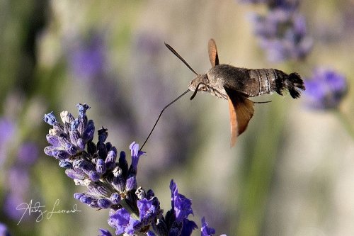Hummingbird Hawkmoth