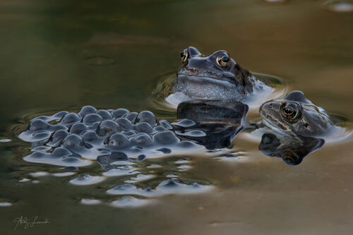 Loving Parents, Aberdeenshire