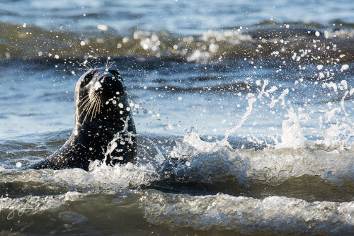 Playing in the waves