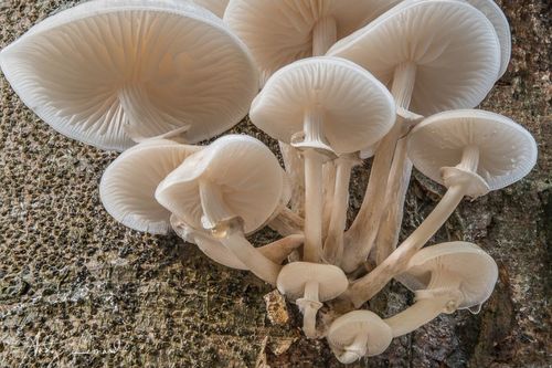 Pleurotus ostreatus