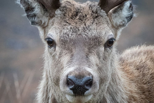 Red Deer Stag, Torridon