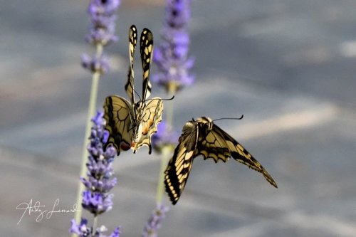 Swallowtail butterflies