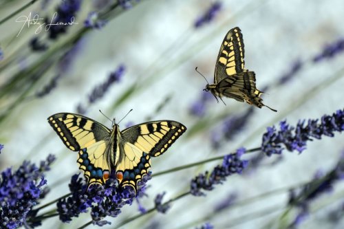 Swallowtail butterflies