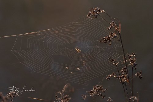 Waiting in the evening sun