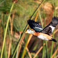 Egyptian Goose - Chobe River - Botswana