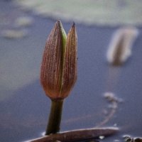 Water Lilly - River Chobe - Botswana