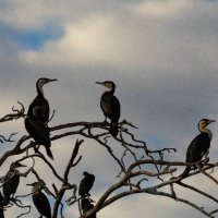 White Breasted Cormorant - Chobe River - Botswana