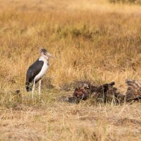 Marabou Stork - Okavango Delta - Botswana