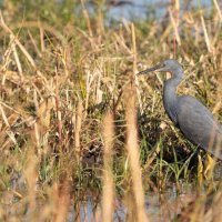 Slaty Egret-Botswana