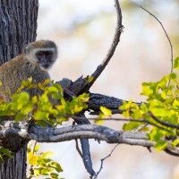 Vervet monkey-Okavango Delta