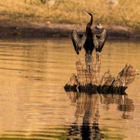 Anhinga rufa-Chobe River-Botswana