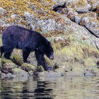 Black Bear, Tofino, Vancouver Island