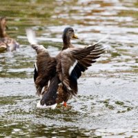 Duck stretch (1 of 1)
