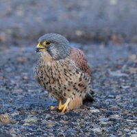 Kestrel at Brockholes Nature Reserve