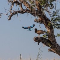 LBR v Eagle-Chobe River-Botswana (1 of 1)