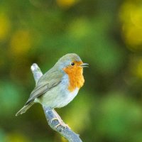 Robin in good voice