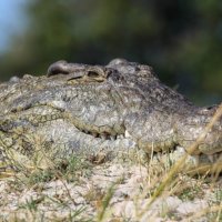 crocodile smile-Chobe River-Botswana (1 of 1)