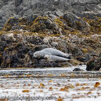 Harbor Seal and pup, Tofino, Vancouver Island