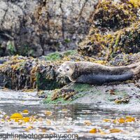 harbor Seal leave me alone (1 of 1)