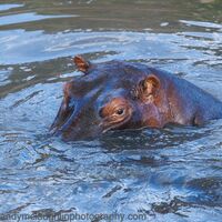 hippo, Maasai Mara, Kenya