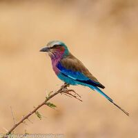 lilac-breasted roller, Meru, Kenya