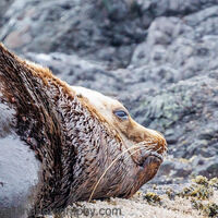 sea lion Cleland Island, British Columbia