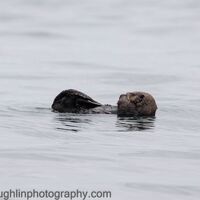 sea otter grooming off coast of Vancouver Island