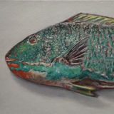 Parrot Fish