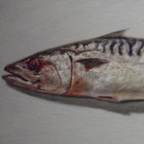 mackerel